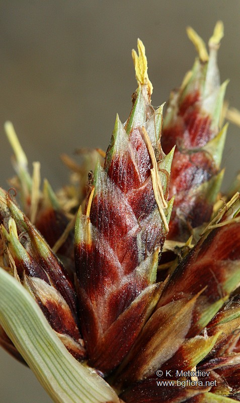 Galilea mucronata