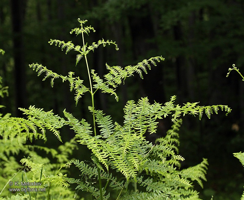 Pteridium aquilinum