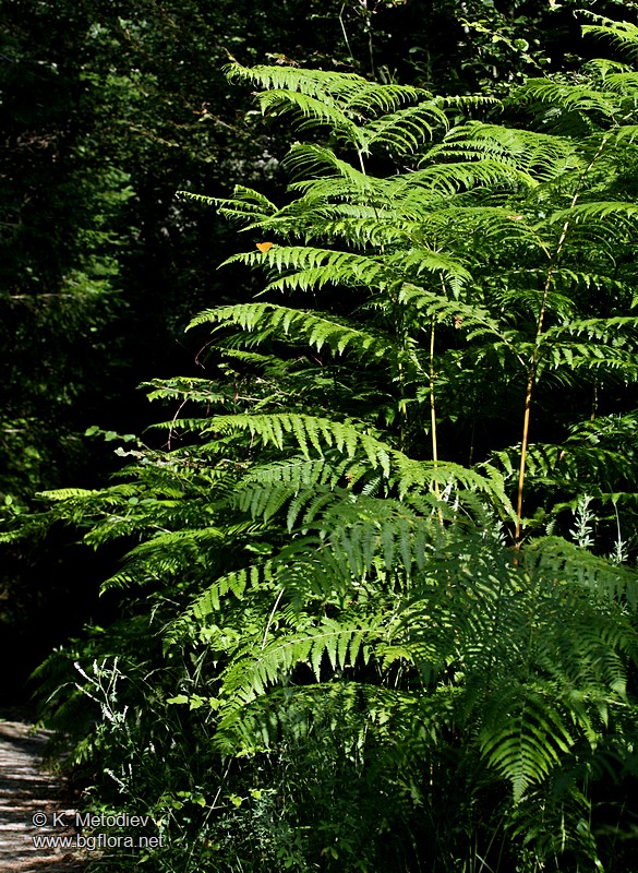Pteridium aquilinum