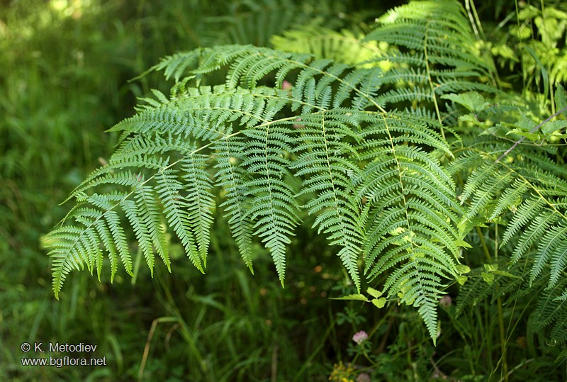 Pteridium aquilinum