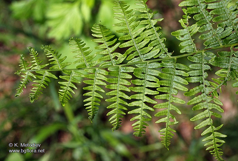 Pteridium aquilinum
