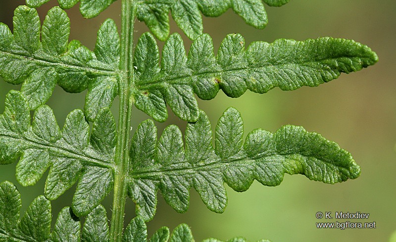 Pteridium aquilinum