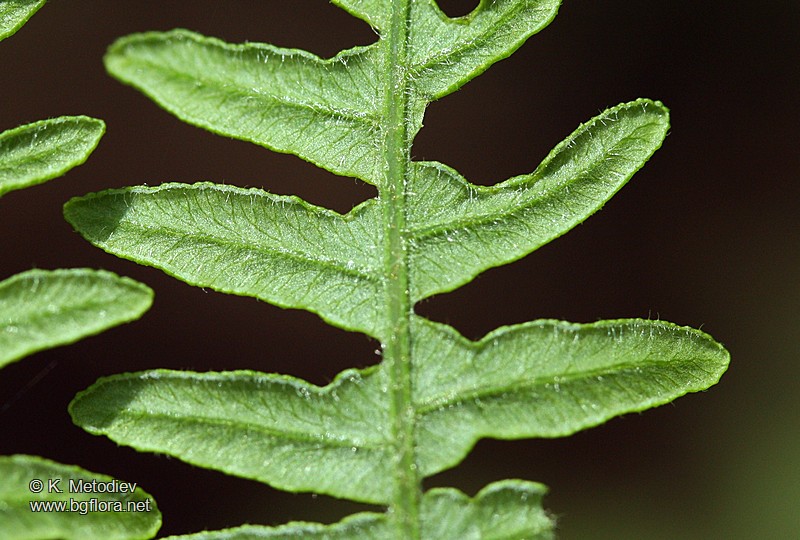 Pteridium aquilinum