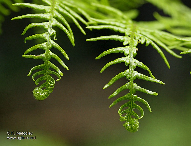 Pteridium aquilinum