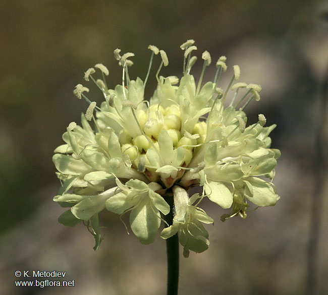Cephalaria uralensis