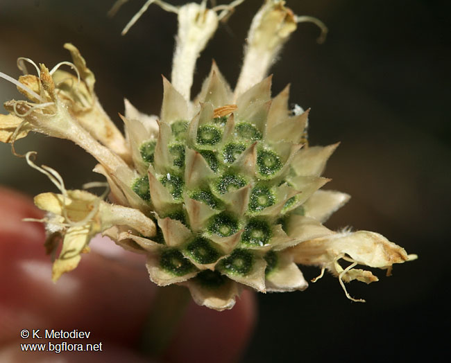 Cephalaria uralensis