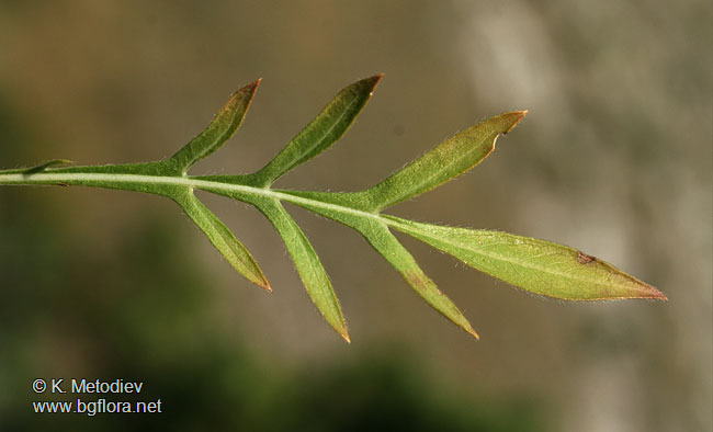 Cephalaria uralensis