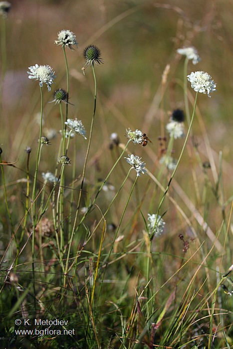 Scabiosa balcanica