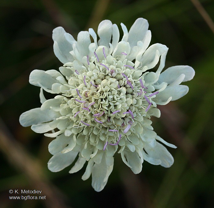 Scabiosa balcanica