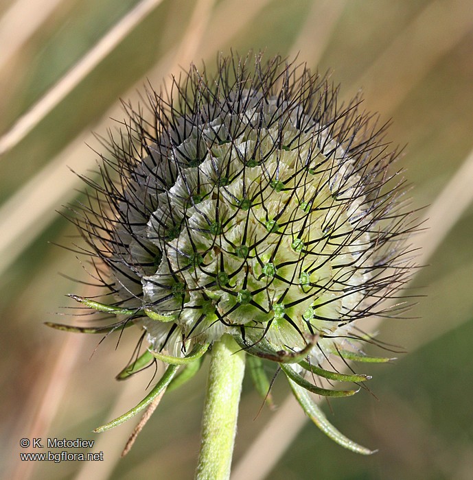 Scabiosa balcanica