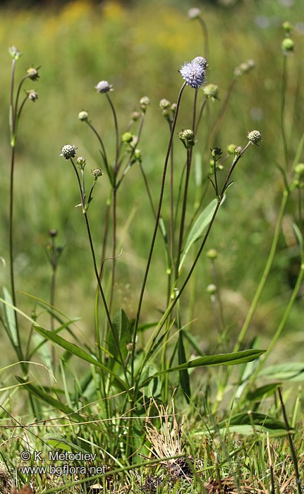 Succisa pratensis