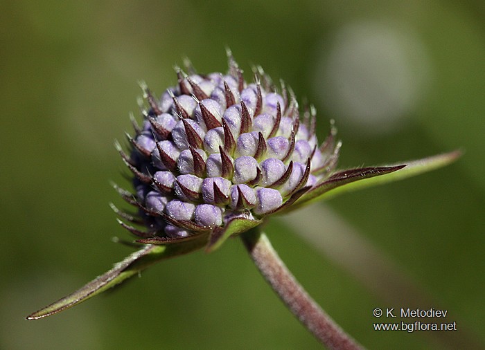 Succisa pratensis