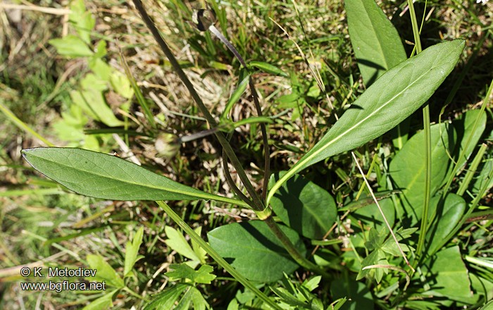 Succisa pratensis