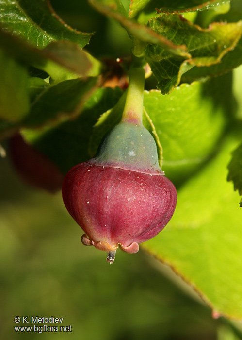 Vaccinium myrtillus