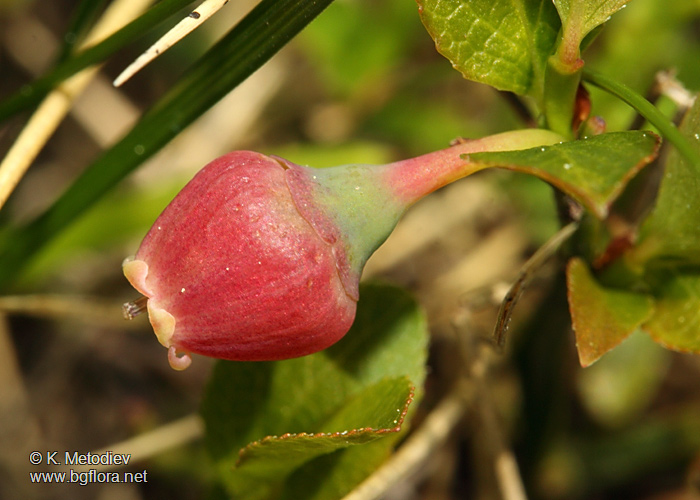 Vaccinium myrtillus