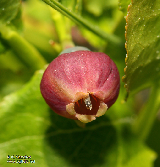 Vaccinium myrtillus