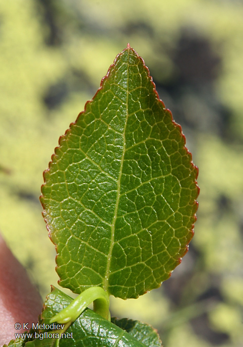 Vaccinium myrtillus