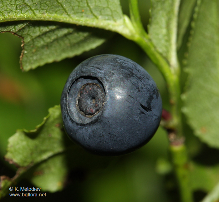 Vaccinium myrtillus
