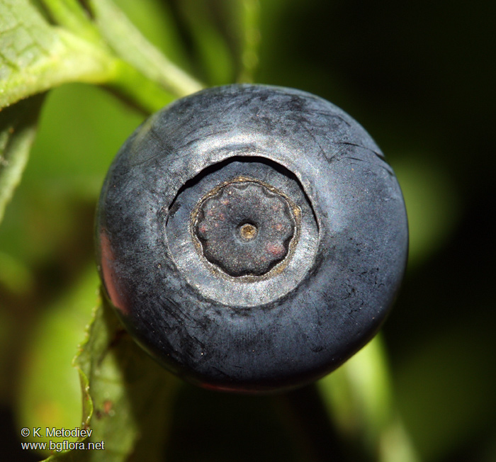 Vaccinium myrtillus