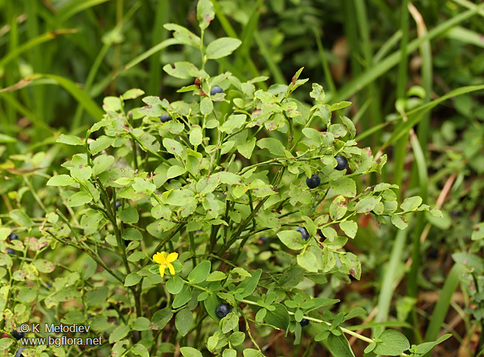 Vaccinium myrtillus