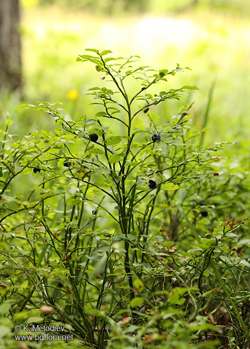 Vaccinium myrtillus