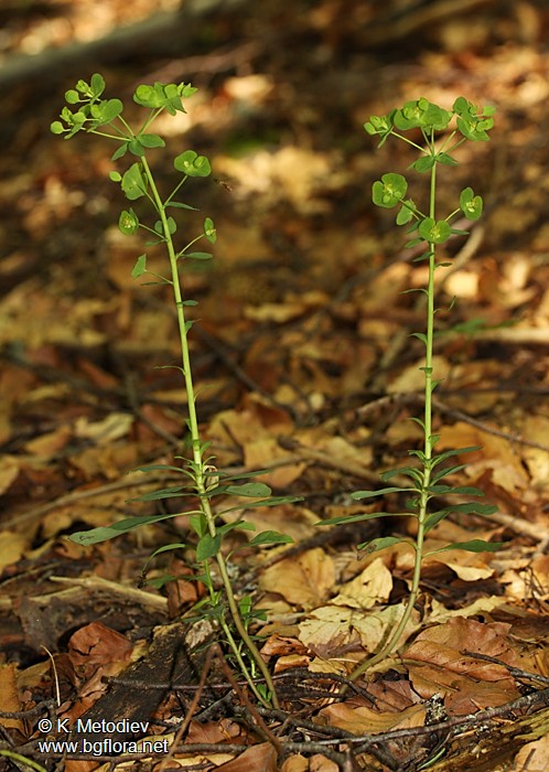 Euphorbia amygdaloides