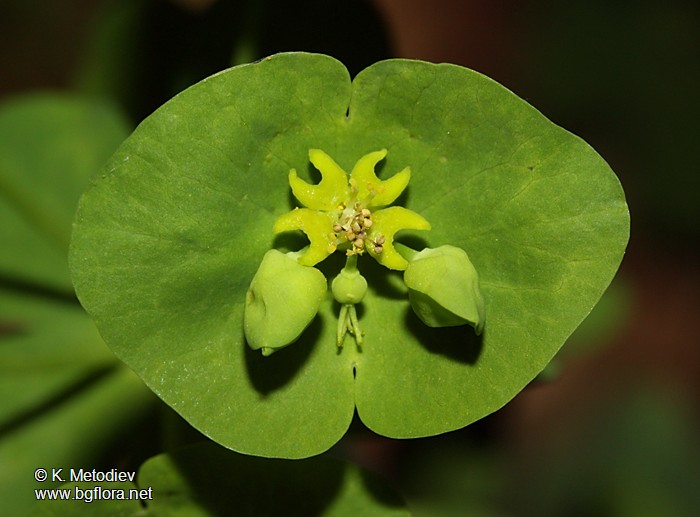 Euphorbia amygdaloides
