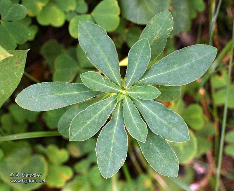 Euphorbia amygdaloides