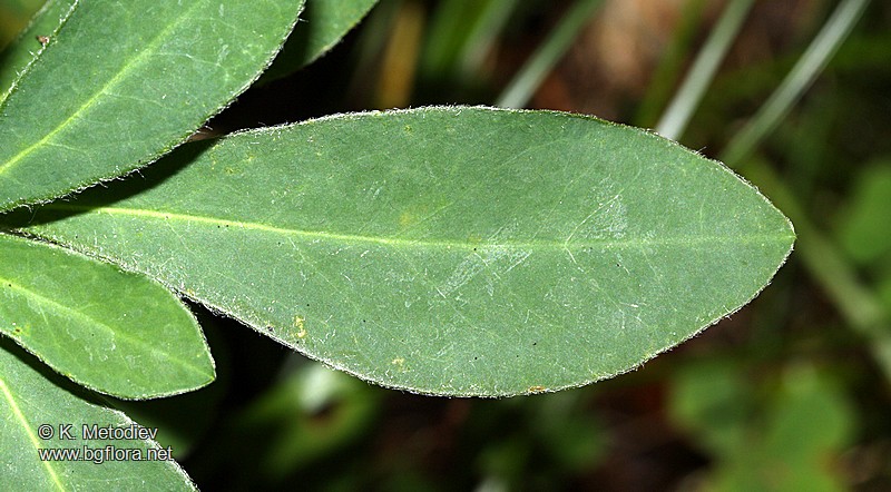 Euphorbia amygdaloides