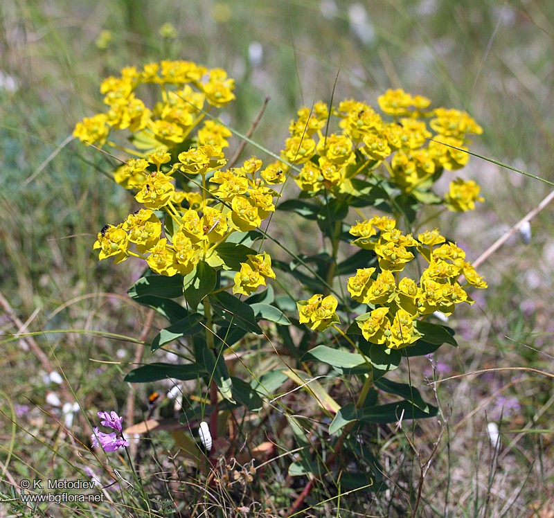 Euphorbia nicaeensis