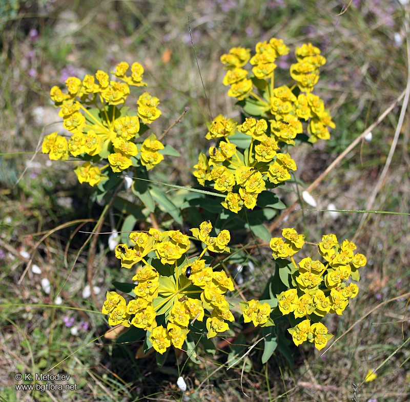 Euphorbia nicaeensis