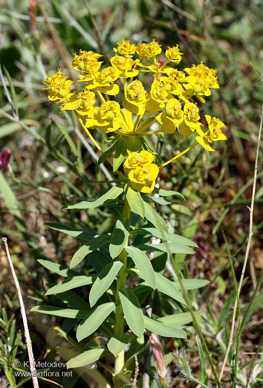 Euphorbia nicaeensis