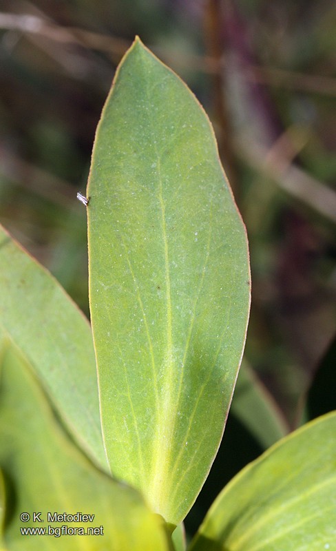 Euphorbia nicaeensis