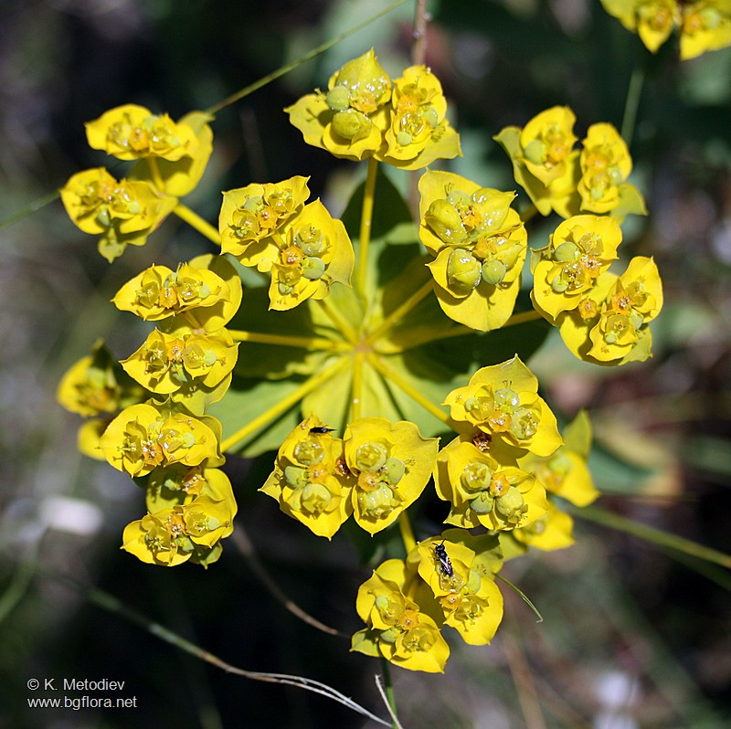 Euphorbia nicaeensis