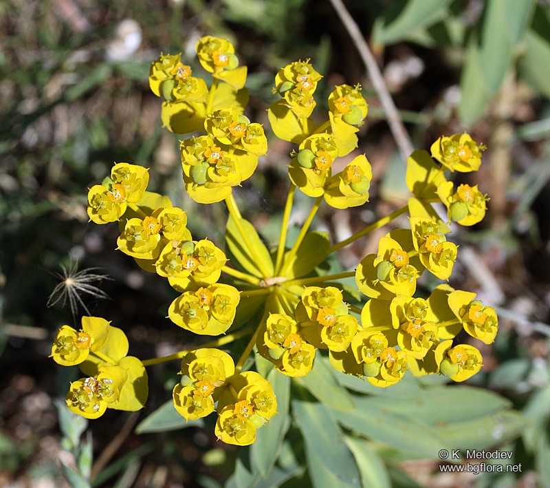 Euphorbia nicaeensis