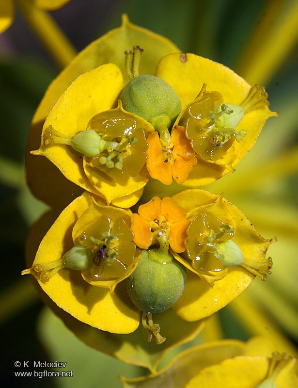 Euphorbia nicaeensis