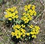 Euphorbia nicaeensis