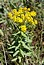 Euphorbia nicaeensis