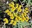 Euphorbia nicaeensis