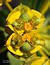Euphorbia nicaeensis