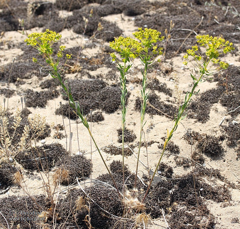 Euphorbia seguieriana