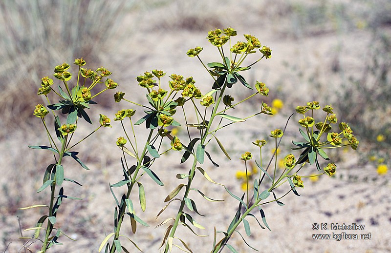 Euphorbia seguieriana
