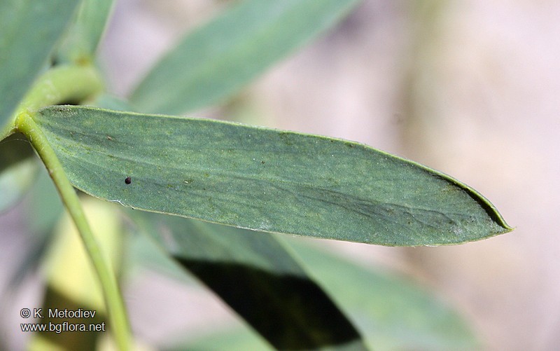 Euphorbia seguieriana