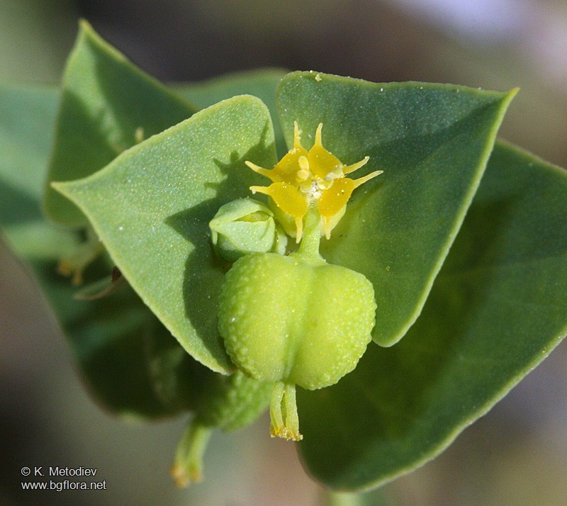 Euphorbia taurinensis
