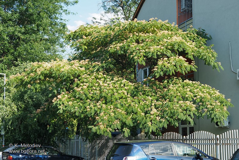 Albizia julibrissin