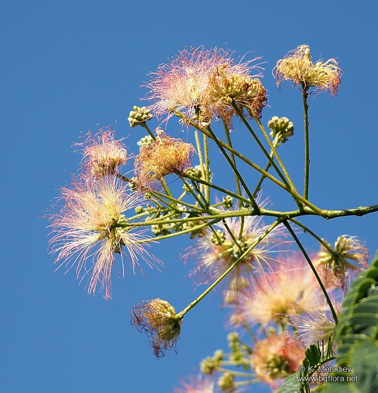 Albizia julibrissin