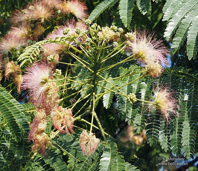 Albizia julibrissin