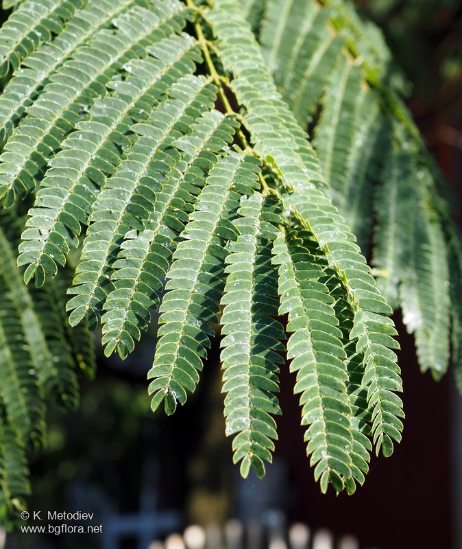 Albizia julibrissin