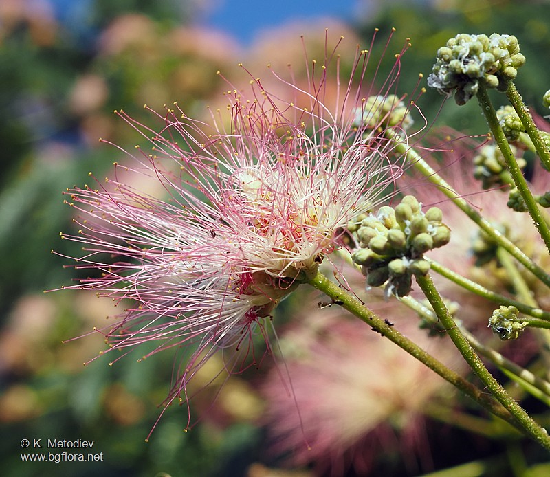 Albizia julibrissin