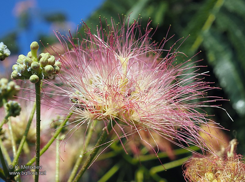 Albizia julibrissin